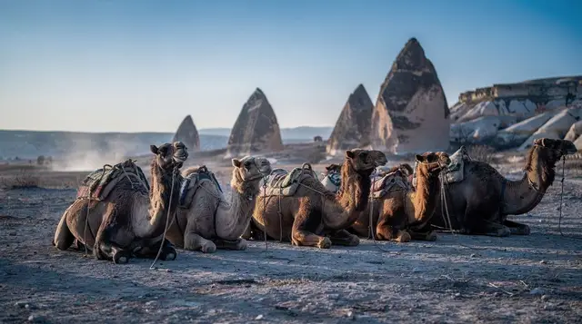 Camel rides in Cappadocia